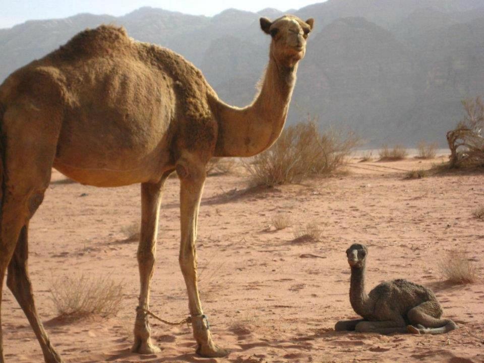 Maraheb Luxury Camp Hotel Wadi Rum Bagian luar foto