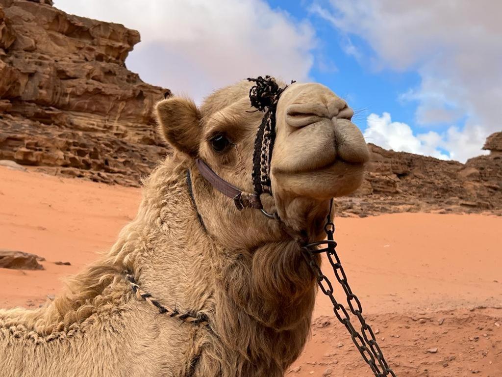Maraheb Luxury Camp Hotel Wadi Rum Bagian luar foto
